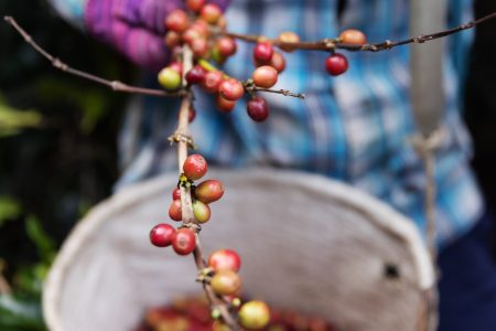 Colombian Coffee Culture Tour in Medellin, Colombia