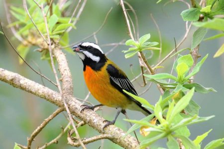 Montego Bay City Highlights and Bird Sanctuary Tour